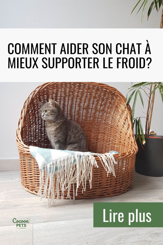 Comment aider son chat à mieux supporter le froid?