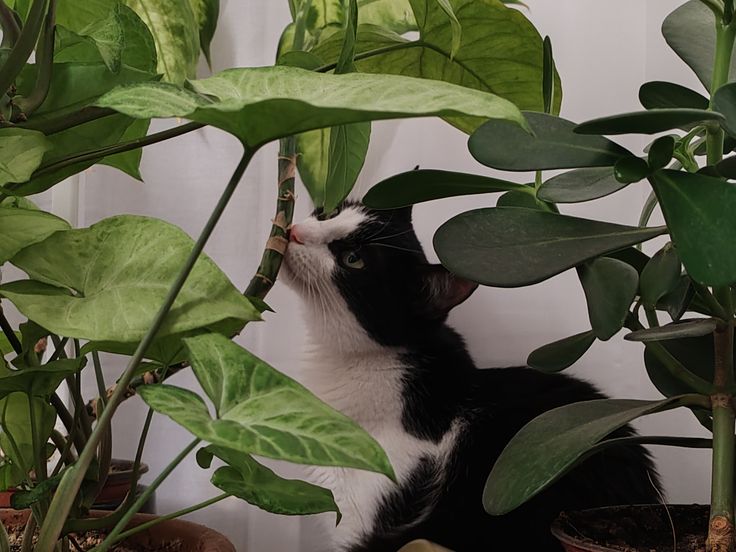 Plantes d'intérieur : Le guide de survie pour votre chat