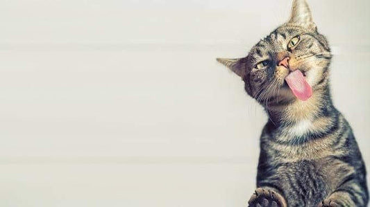 Alimentation Premium : Faut-il passer aux croquettes sans céréales ?