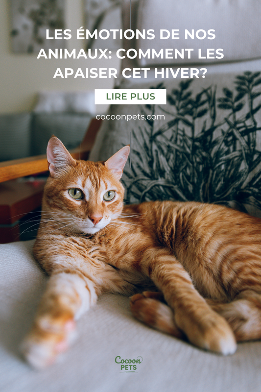 Nos animaux ressentent nos émotions (et comment leur transmettre de la sérénité cet hiver)