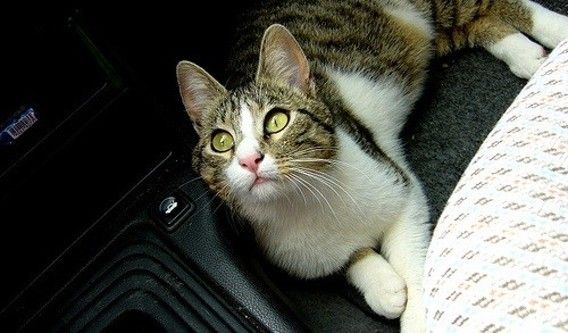 Voyager avec son chat : Train, voiture ou garde à domicile ?