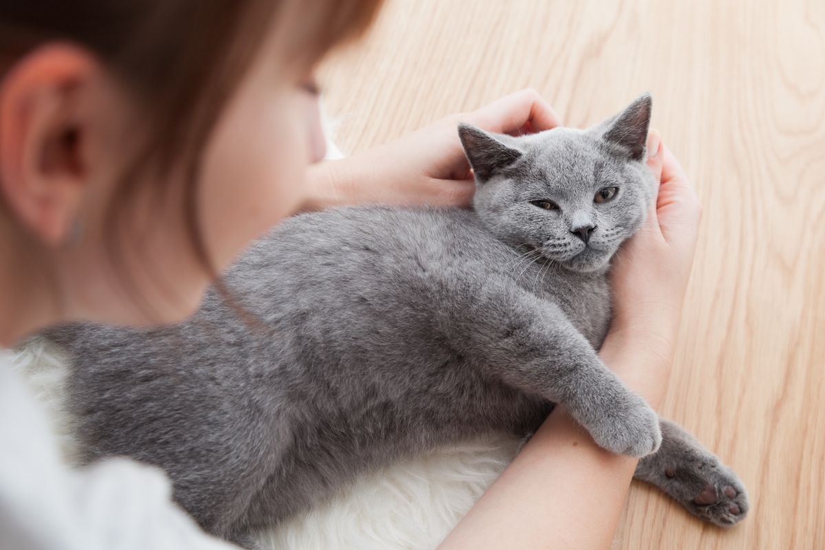 Les erreurs les plus fréquentes quand on vit avec un chat : jouets non stimulants, hydratation mal placée, brossage trop rare, friandises excessives, et routine non adaptée aux saisons. Conseils réalistes et simples pour mieux faire au quotidien.