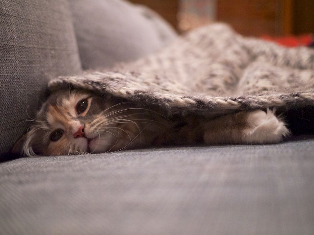 Guide simple pour adapter la routine de soin de ton chat selon les saisons : mue, hydratation, énergie, confort, pelage, sommeil et température. Conseils réalistes pour mieux répondre à ses besoins pendant les transitions saisonnières.