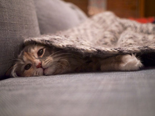 Guide simple pour adapter la routine de soin de ton chat selon les saisons : mue, hydratation, énergie, confort, pelage, sommeil et température. Conseils réalistes pour mieux répondre à ses besoins pendant les transitions saisonnières.