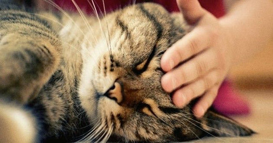 Soins, santé & bien-être : les bases pour un chat en forme en 2026