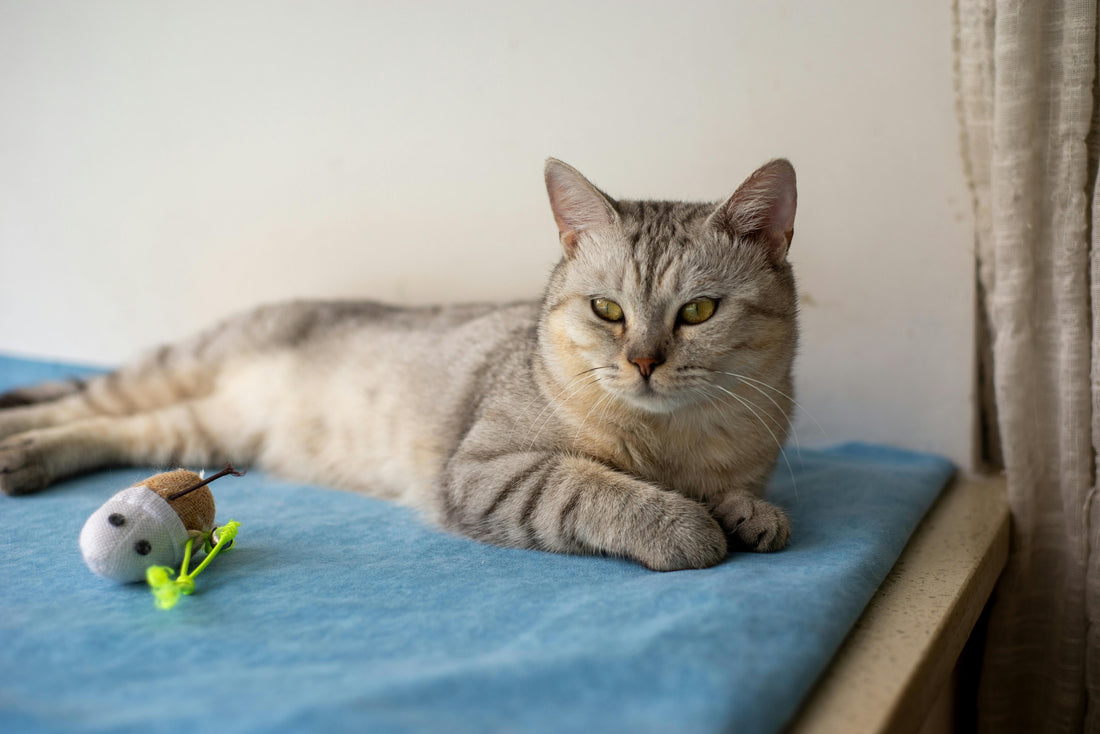 Où un chat devrait-il dormir la nuit ?