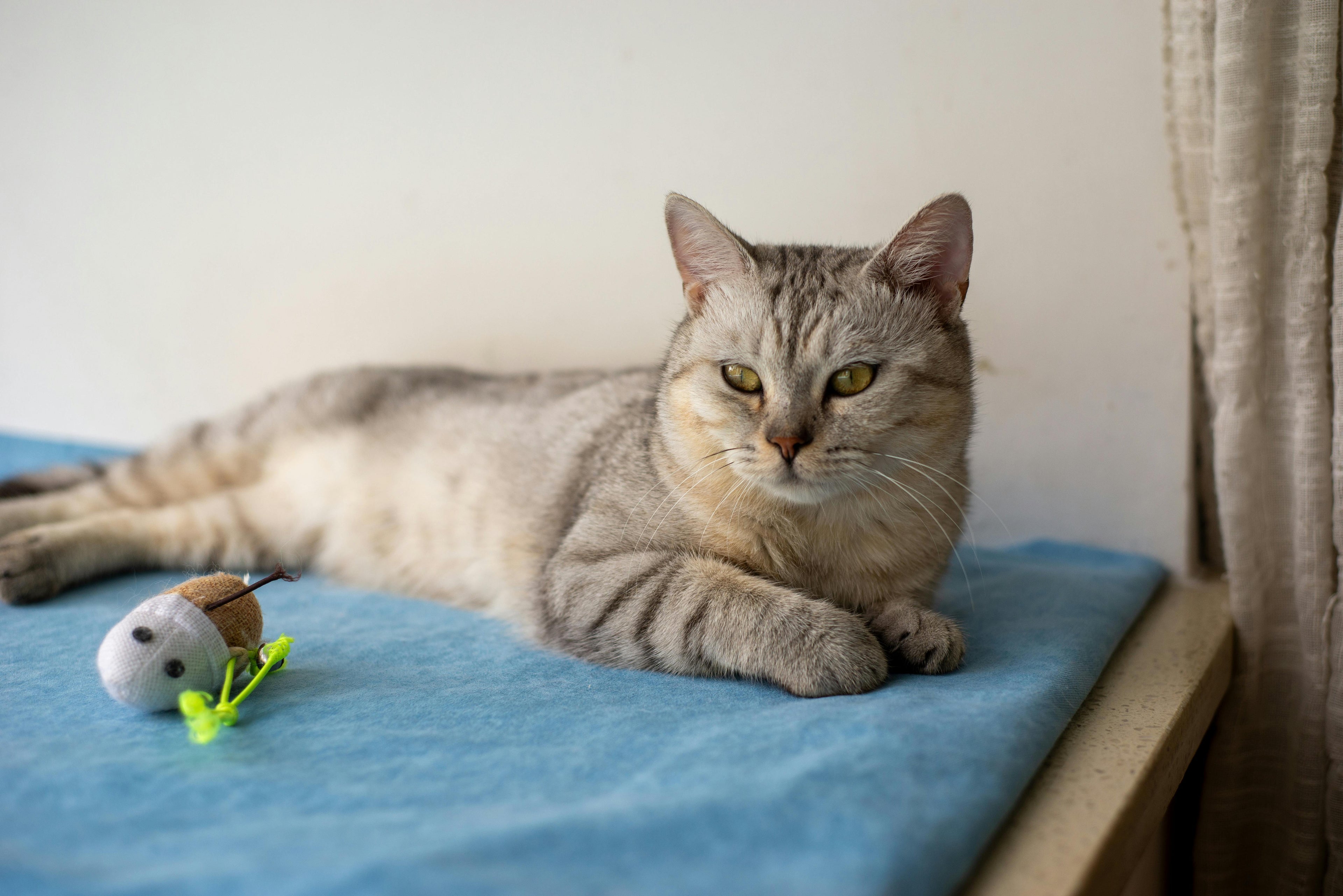 Où un chat devrait-il dormir la nuit ?