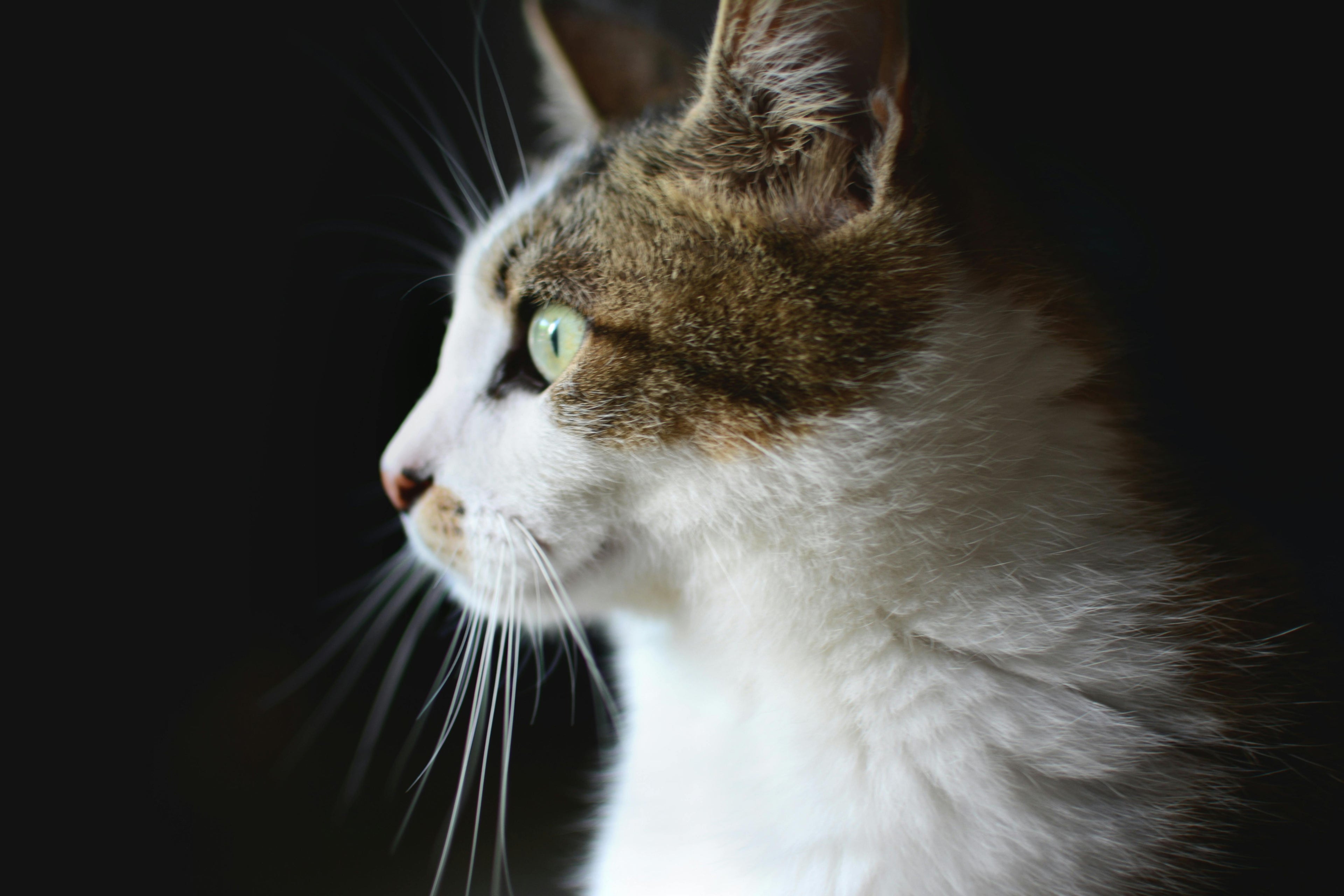 Quel est le chat le plus difficile à adopter ?