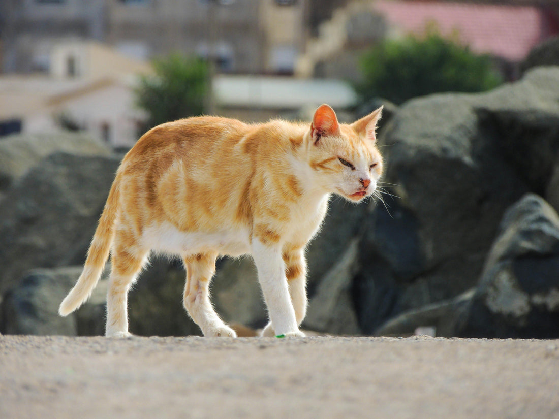 Quel âge est le plus difficile pour les chats ?