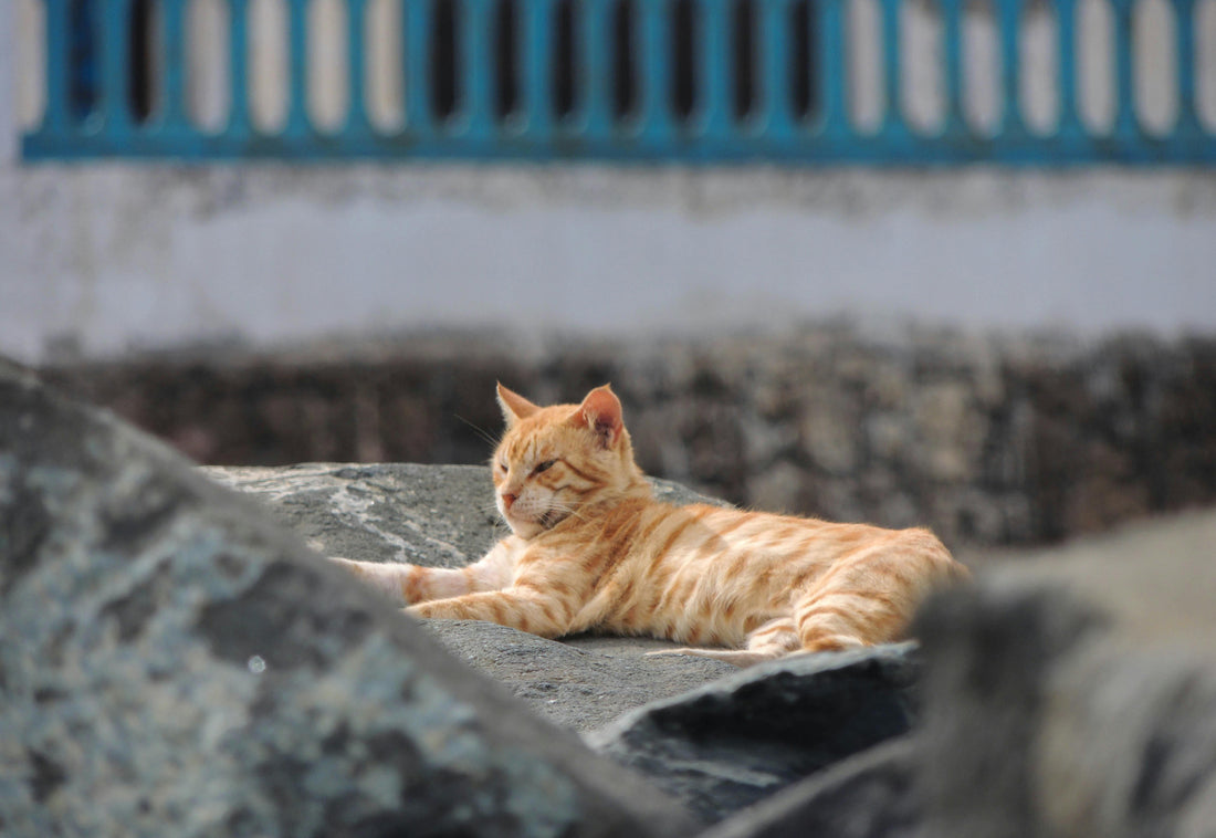 Quels sont les signes courants d'anxiété chez le chat ?