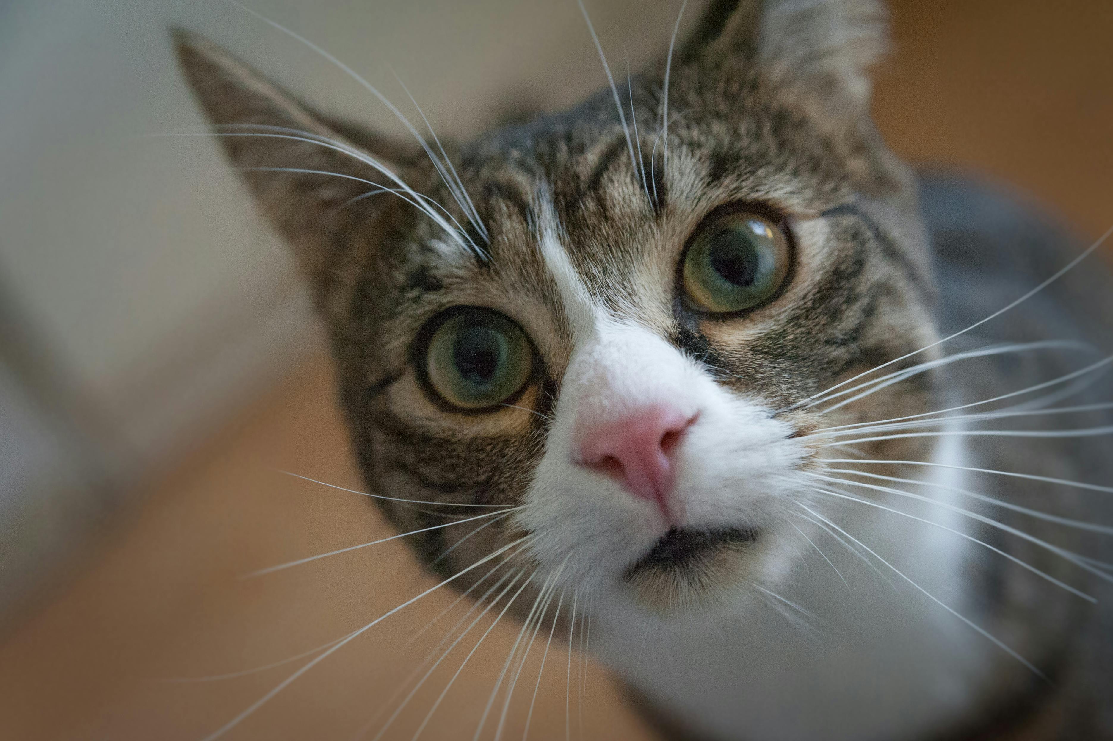 Slow Petting : Pourquoi votre chat refuse-t-il parfois les caresses ?
