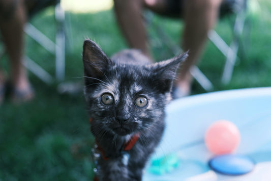 Quels sont les signaux d'un chat heureux ?