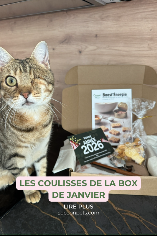 Les coulisses de la box de Janvier Cocoon Pets