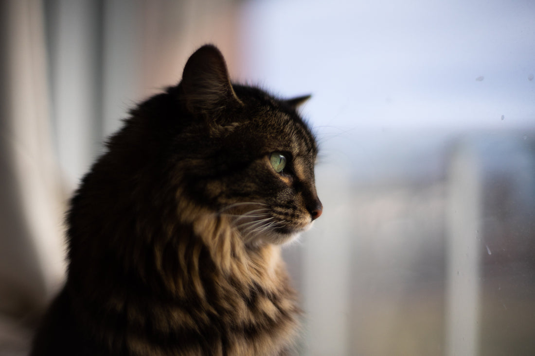 Législation 2026 : Votre chat est-il en règle ?