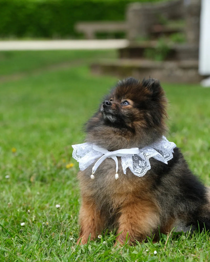 Teckel portant un collier en dentelle et chat avec bandana rose pastel, accessoires pour animaux en photo studio élégante