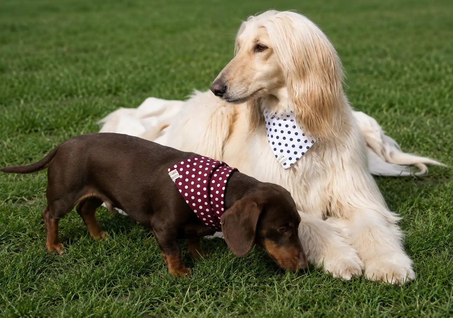 Teckel chocolat portant un bandana bordeaux à pois blancs et lévrier afghan crème portant un bandana blanc à pois bleu marine Cocoon Pets sur une pelouse.