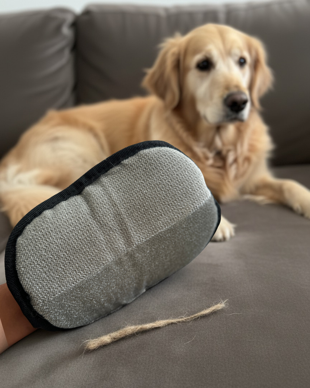 Gant noir Cocoon Pets pour enlever les poils de chat et de chien sur vêtements, canapé, tapis, voiture