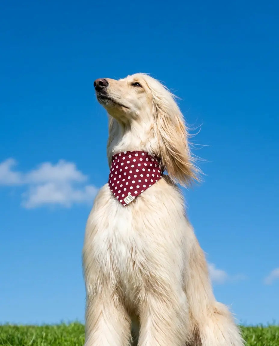 Lévrier afghan crème assis dans l'herbe portant un bandana bordeaux à pois blanc Cocoon Pets sous un ciel bleu.