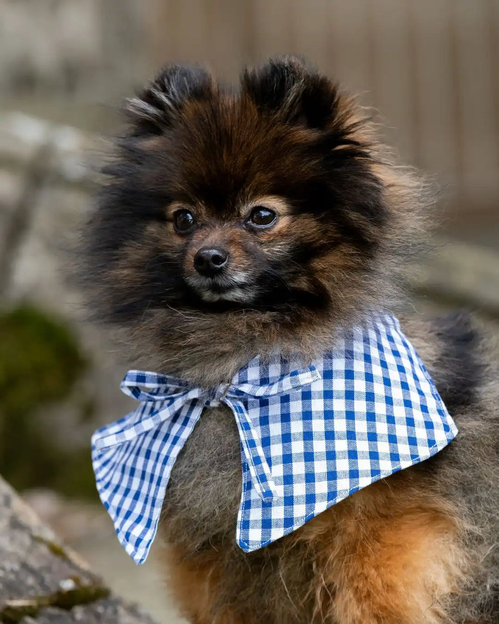 Chien Poméranien portant un bandana chien en vichy bleu marine noué, accessoire fait main Cocoon Pets