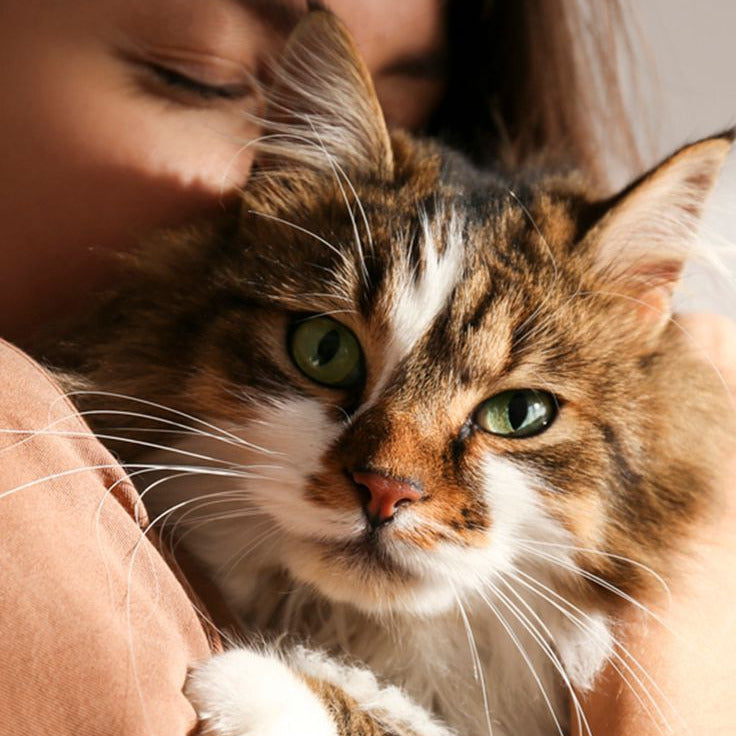 Box pour chat avec accessoires, chat qui est dans les bras d'une femme, catmoms