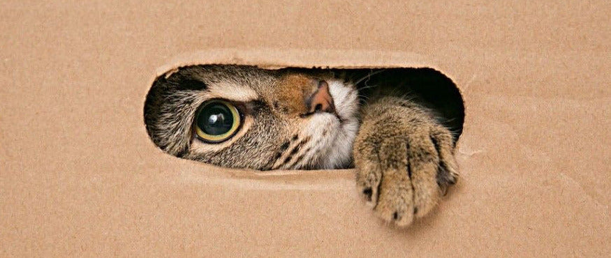 Box d’hiver pour chat Cocoon Pets avec accessoires faits main