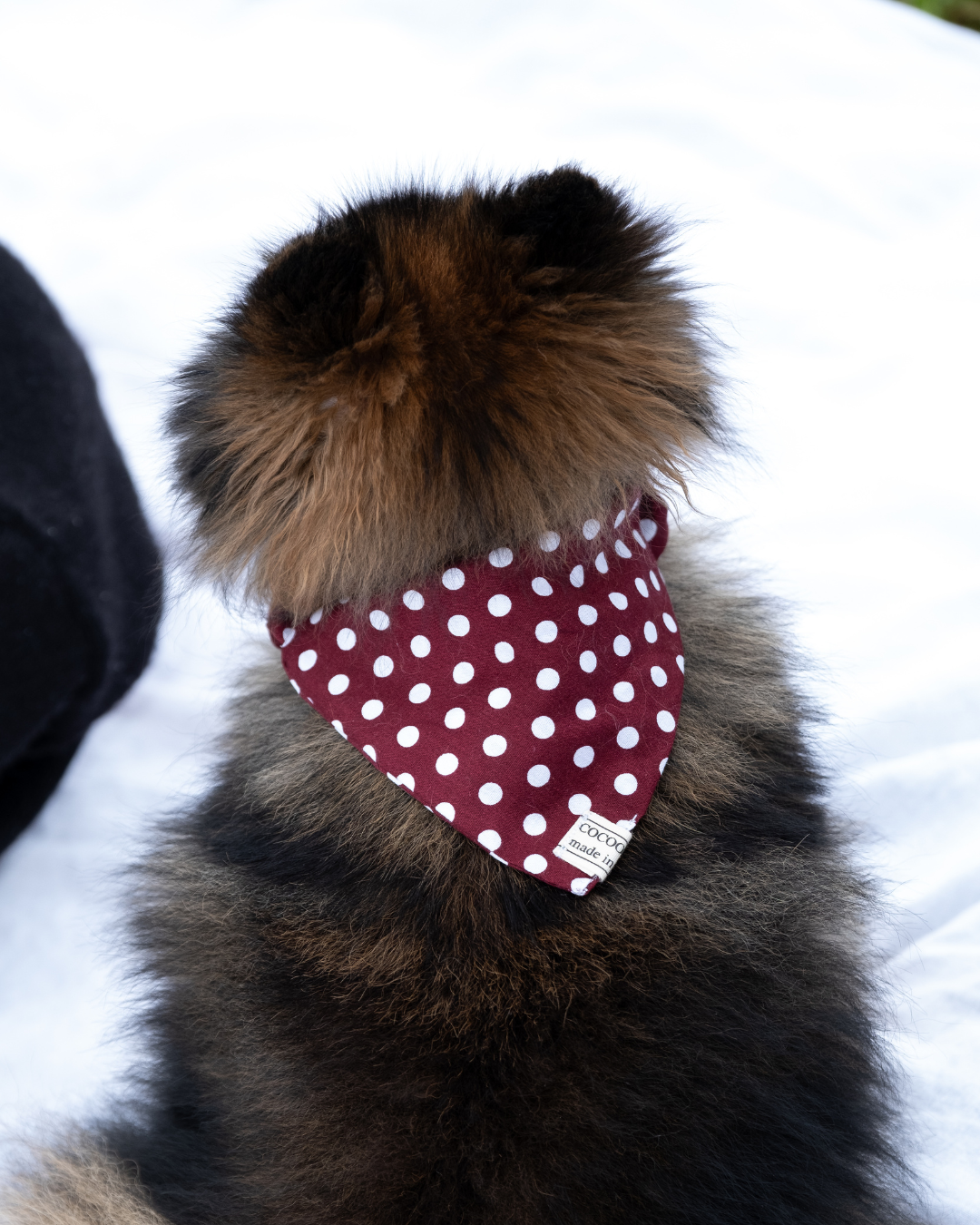 Bandana Céleste Bordeaux | Chien & Chat