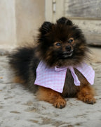 Chien Poméranien noir et roux portant un bandana chien vichy rose noué, accessoire fait main Cocoon Pets