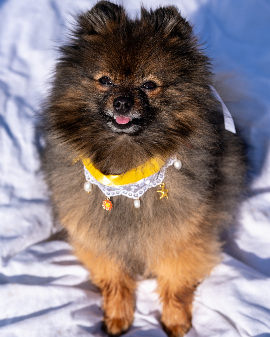 Collier Lolita à Charms | Chien & Chat