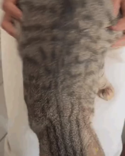 Gants anti-poils électrostatiques pour chiens et chats