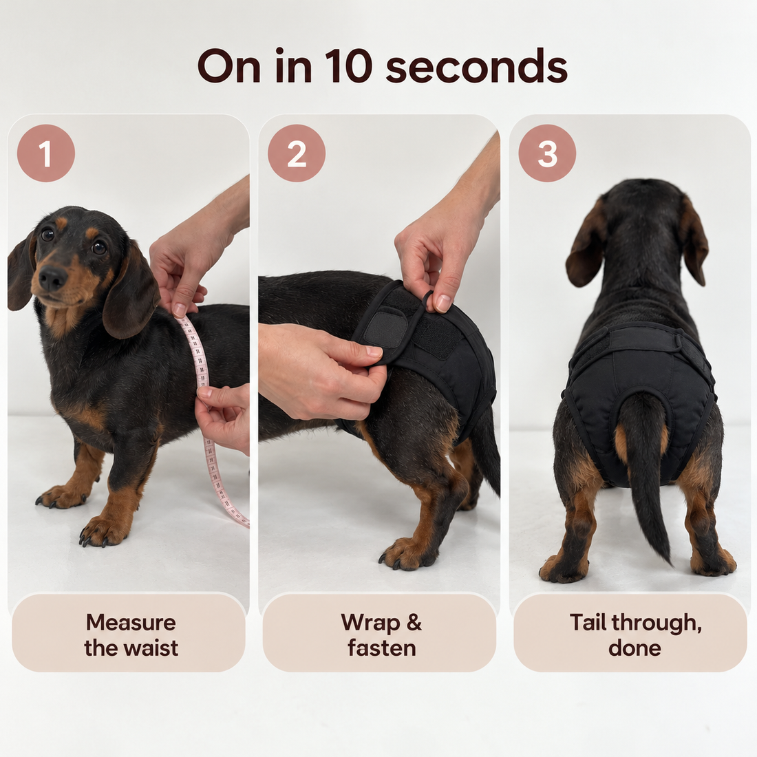 Hand measuring a dachshund, putting on the Cocoon Pets washable dog diaper, and the dachshund wearing it